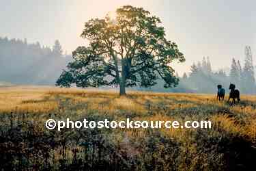 Horses and Oak Tree