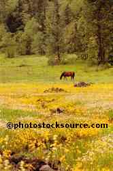 Horse and Wildflowers