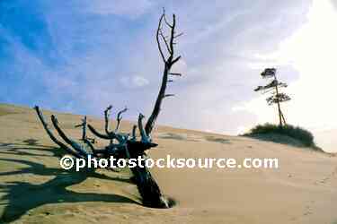 Sand Dune Island