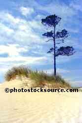 Dune Island
