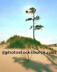 Sand Dune Pine