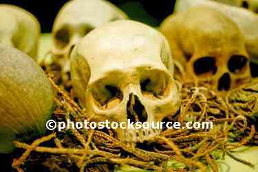 Skulls