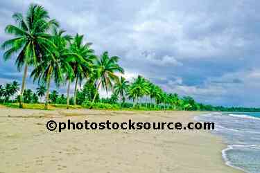 Palm Tree Beach