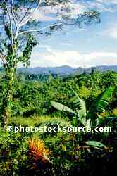 Jungle View
