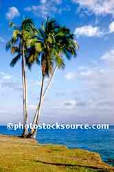 Palm Trees
