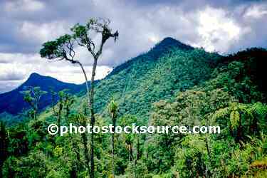 Highland Jungle
