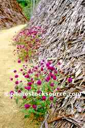 Village Flowers