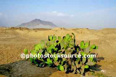 Coastal Desert Cactus