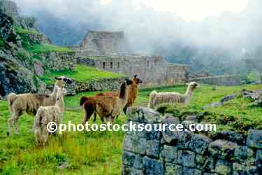 Llamas