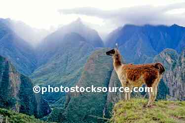 Llama overlooking canyon