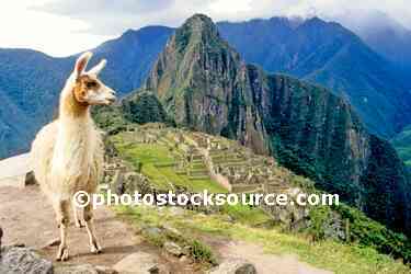 Llama at Machu Picchu