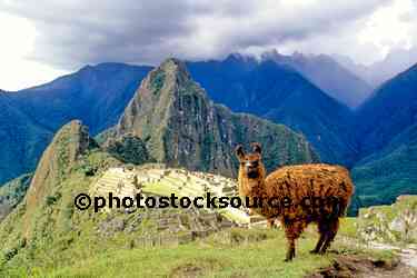 Llama at Machu Picchu