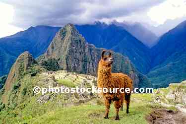 Llama and Ruins