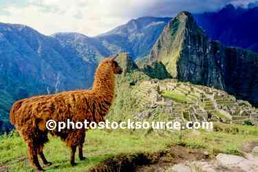 Llama and Ruins