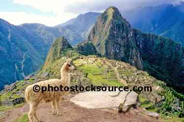 Llama above Machu Picchu
