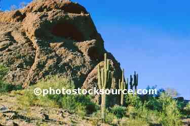 Saguaro Cactus