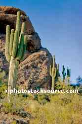 Saguaro Cactus
