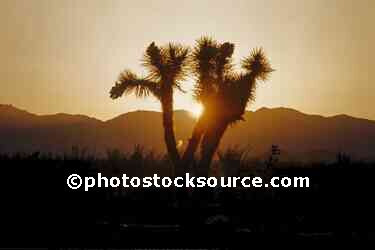 Joshua Tree at Sunset