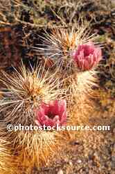 Cactus Flowers
