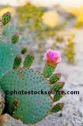 Cactus Flower