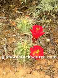 Red Cactus Flowers
