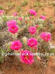 Prickly Pear Flowers
