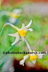 Daffodils