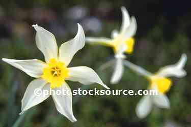 Daffodils Blooming