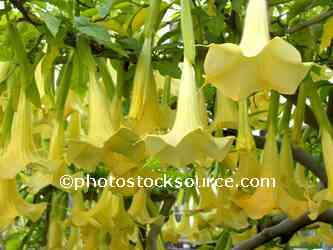 Yellow Datura