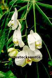 White Orchids