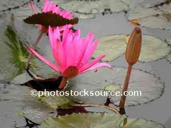 Lotus Flowers
