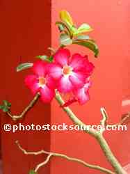 Desert Rose