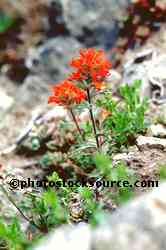 Indian Paintbrush