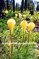 Beargrass Flowers
