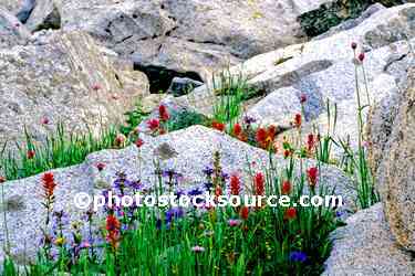 Indian Paintbrush