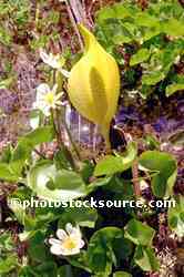 Skunk Cabbage Flower