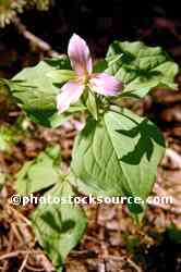 Trillium