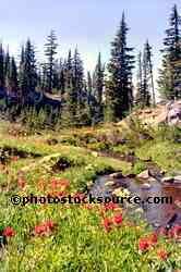 Wildflowers