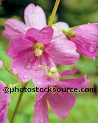 Spider on Hollyhock