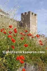 Poppys below Castle