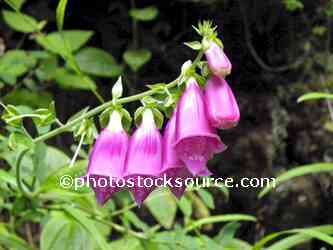 Purple Foxglove