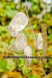 Silver Dollar Plant