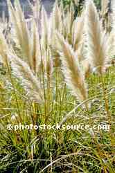 Andean Pampas Grass