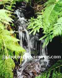 Maiden Hair Ferns