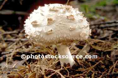 Shaggy Mane Mushroom
