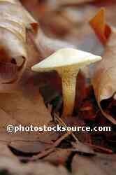 Mushroom