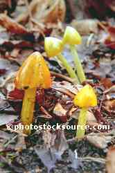 Mushrooms