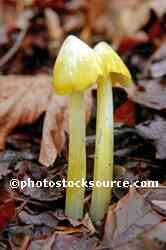 Mushrooms