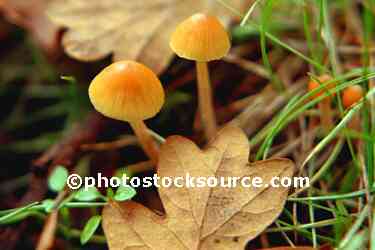 Mushrooms