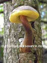 Mushroom on Tree Trunk